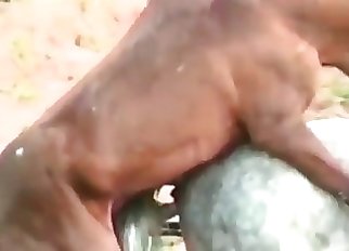 Muddiest inexperienced zoophilia action